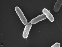 220px-Salmonella_typhimurium.png