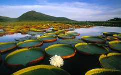 pantanal.jpg