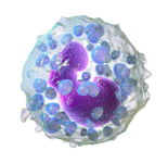 250px-Blausen_0077_Basophil_(crop).png