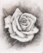 rose-4.jpg