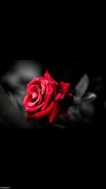 والپیپر-موبایل-رز-قرمز-رنگ-576x1024.jpg