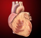 250px-Heart_anterior_exterior_view.jpg