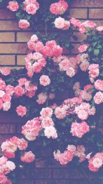 full_pink-flower-background-9.jpg