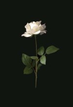 عکس-گل-رز-سفید-برای-والپیپر-206x300.jpg