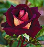 Model-Flower-rose-rouzegar-8-09-25-2017.jpg