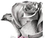 images (27).jpeg