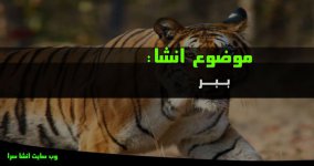 انشا-درباره-ببر-768x407.jpg