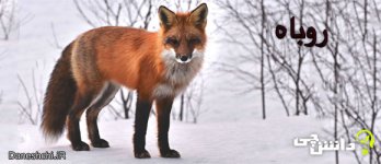 Fox-1.jpg