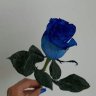 mobina_shafinia
