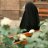 ماهی 12